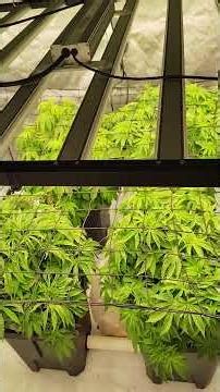 rdwc hydroponic homegrowl system n55 tent and gravity fed self-watering base system in 2 by 4 tent