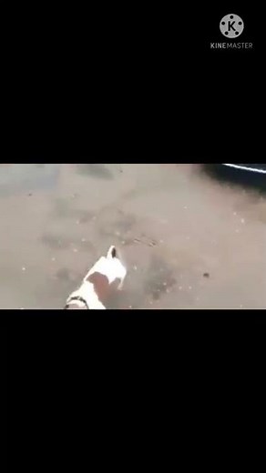 Dog Explodes Bottle Of Juice Everywhere Meme