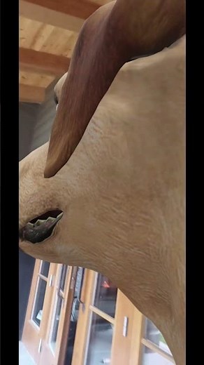 What does a Google dog look like from the inside