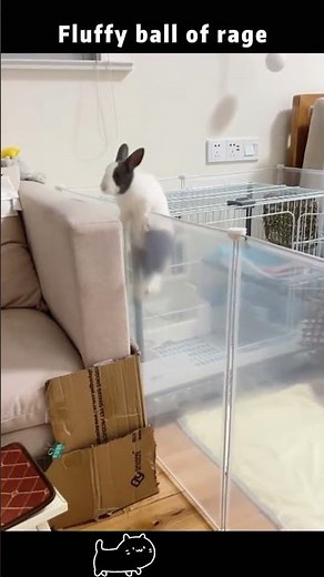 Part12丨Angry rabbit：Aggressive thumping#fyp #foryou #funnyanimals #bunny #rabbit #bunnylove