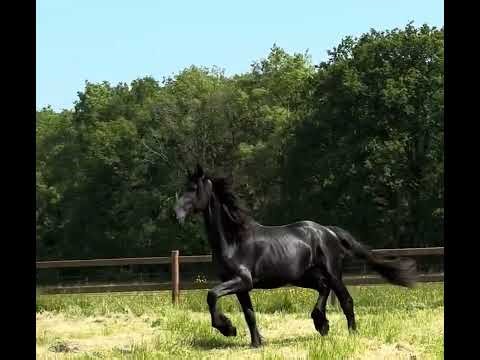 Cheval à vendre - Entier frison PP 2 ans - equirodi.com