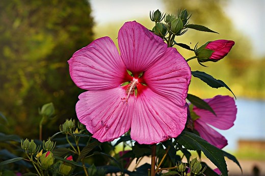 Hibiskus - Tipps zur Pflege, schneiden und überwintern der Pflanze