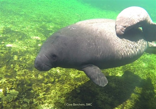 Annie | Save the Manatee Club