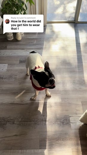 Clever Boy Jurassic Park Dinosaur Mask Fun