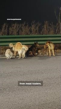 Viral dog homecoming story turns out to be fake