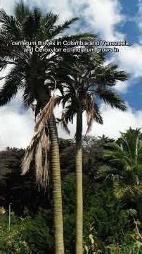 Exploring the Diverse Palms of Ceroxyleae