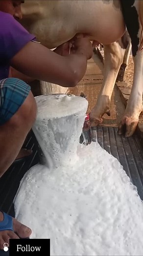 Cow milking machine #cow #bull #dairy #viral #trending #trendingreels | Tanisha life style