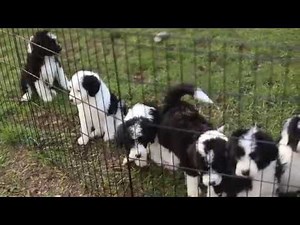 Sheepadoodles puppies- Last day together!