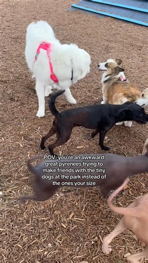 Sometimes I’m just an awkward duck 🦆 #greatpyrenees #corgi