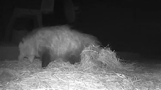 While opossums can't hang from their tails like they do in cartoons, their tails are still quite useful. They provide support while climbing and can also carry cargo! In this video, the opossum walks by the camera with a tail full of hay. A second clip shows the process of grabbing clumps of hay off the ground, pushing it backward with its feet and grabbing it with its tail. 🎥 courtesy of Brandy Miller | U.S. Fish and Wildlife Service