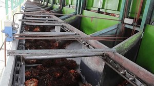 Oil Palm Processing Plant Loading Ramp Stock Footage Video (100% Royalty-free) 3771602699 | Shutterstock