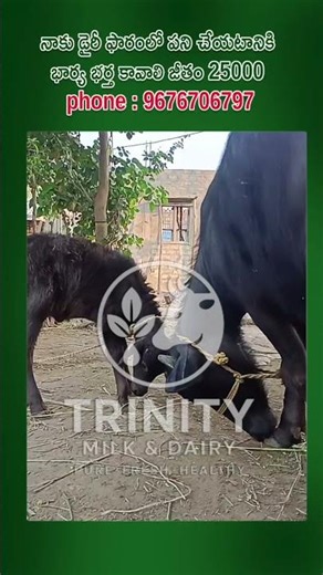Village Dairy Farm Job | Couple Worker Needed | ₹25000