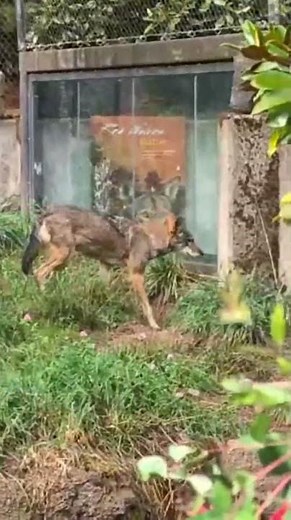 What you ‘otter’ know about the next zoo dog days at Point Defiance