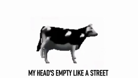Dancing Polish Cow with English lyrics