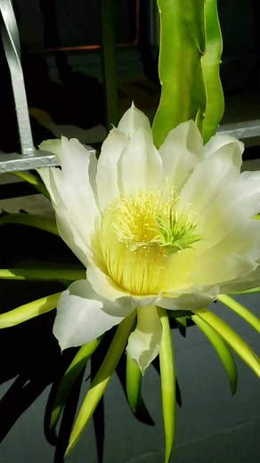 Hand Pollinating Flowers: A Step-by-Step Guide