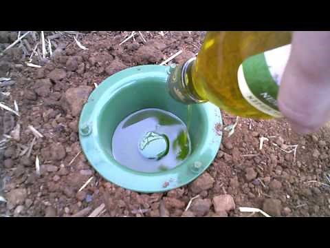 Earwig trap that has results.