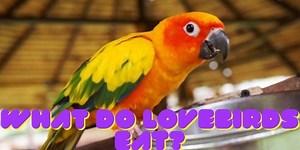 What Do Lovebirds Eat? (Best Foods & Feeding Tips)
