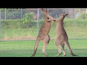 Fighting Kangaroos Kickboxing and Hopping Backwards