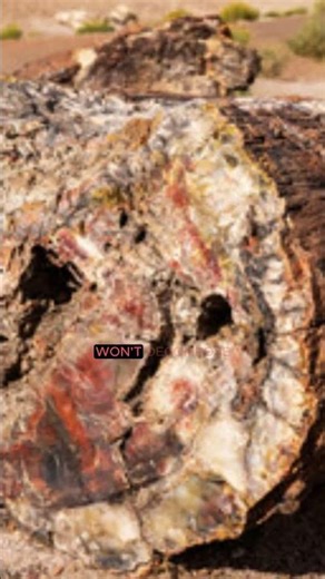 The Rock Trees of the USA 7