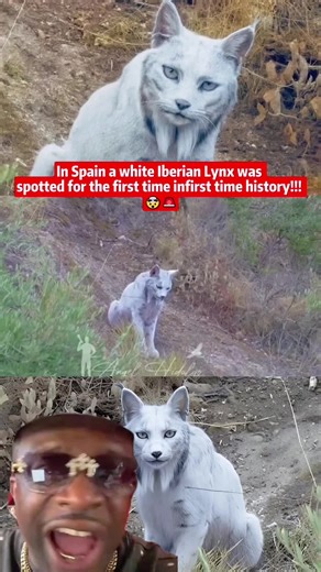 In Spain a white lberian Lynx was spotted for the first time infirst time history!!! #iberianlynx #spain #prophecy #discovery