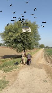 Hunting For Wild Owls 🦉 #birds #owls #Wild #animals | Black Wild Farming