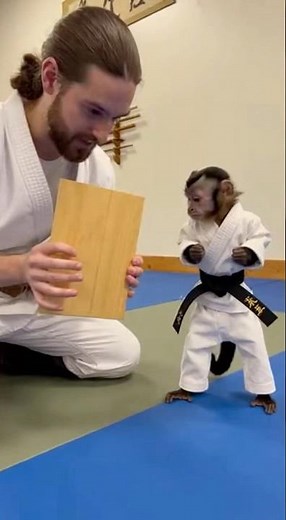 Black belt monkey training karate