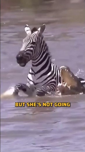 Zebra vs. Crocodiles: The Fiercest Battle for Survival! #animals #zebra #shorts