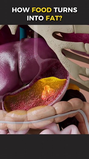 How Food Turns Into Poop? (3D Animation) #digestion #fooddigestion #fooddigestionexplained #digestivesystem #humandigestivesystem #humandigestionsystem #stomachdigestion #medical3danimation #3dmedicalanimation