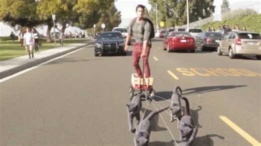 Watch multiple cats pull a sled in playful winter antics