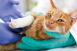 Why is My Cat Limping All of a Sudden? - Causes and Treatment