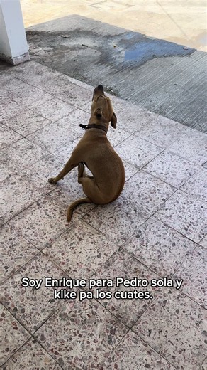 Que csm el que nos quiere envenenar 💀#fyp #funa #perritos #viral #todoelmundo