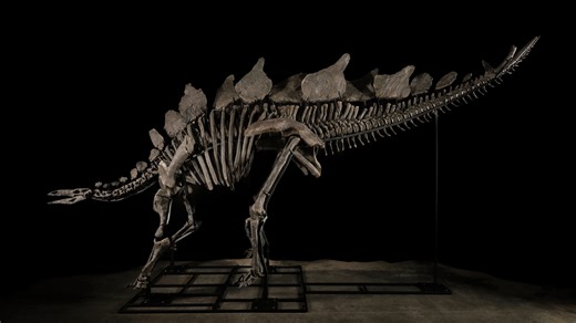 Stegosaurus named Apex goes for $44.6M at auction, most expensive fossil ever sold