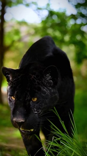3 Fascinating Facts About Black Panthers Explained