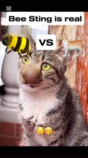 BEE STING / CAT LOVER #reaction #relatable #shorts