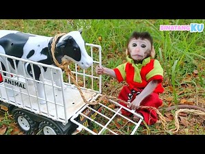 Cute Monkey Luby Goes Herding Cows in the Green Meadow