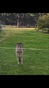 🦘 How High Can a Kangaroo Jump? • On average, a kangaroo can jump up to 1.8 metres (6 feet) high from a standing start. • With a running start, they can leap up to 3 metres (about 10 feet) high in a single bound. • Their long, powerful hind legs and strong tail for balance help them achieve such impressive vertical leaps. Fun Fact: Kangaroos are better known for their long-distance hops rather than just high jumps. They can amazingly cover up to 9 metres (30 feet) in a single forward leap and t