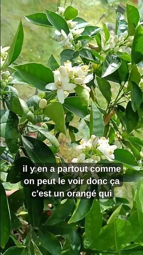 🍊 Mon oranger en pot – combien d’oranges cette année ?