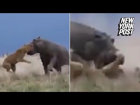 Hippo Grabs Lion By Its Head and Shows It Who's King | New York Post