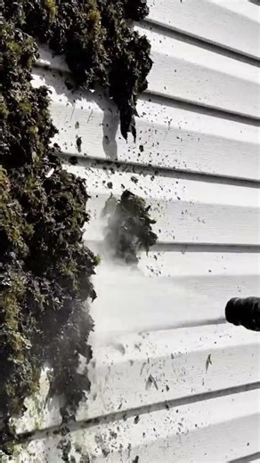 Vibrant Green Moss EXPLOSION ASMR | Power Washing Siding Clean-Off