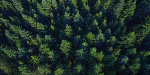 UBC Forestry announces $280,000 Future Forests Fellowship for incoming PhD student | Graduate and Postdoctoral Studies