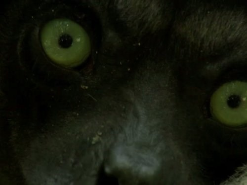 Madagascar Season 1 Episode 1