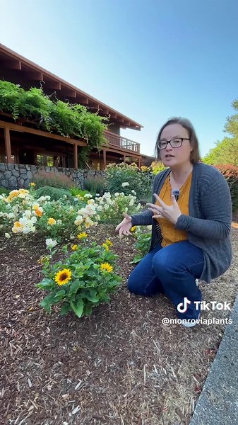 SunBelievable® Brown Eyed Girl Sunflower for Summer Gardens