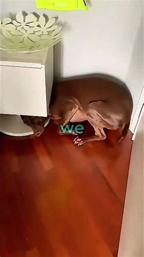 Funny dogs misbehaving! 🐶 #shorts