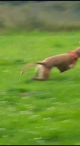 Meet Aladdin🧡😍 He is a very timid but lovable dog and likes taking his time to get used to all things new. Once Aladdin starts to build trust with you his playful side starts to appear. He loves a good run around and enjoys chasing the odd toy, he would benefit from having an owner who can continue to encourage him to play. Aladdin also loves his food so this can help with his basic training, he has already begun clicker training, he knows his name and he can sit. Aladdin will need guidance in