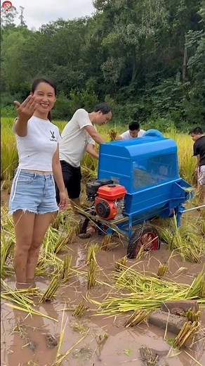 Paddy threshing using advanced technology 🌾