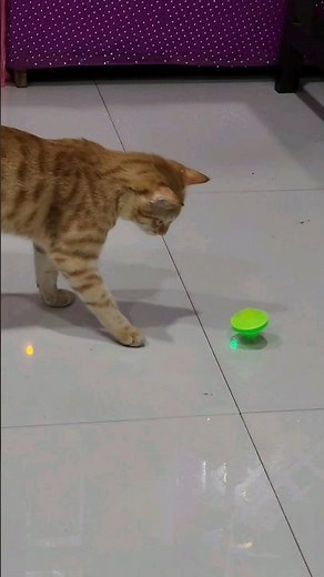 Simba's New Toy😻🐈