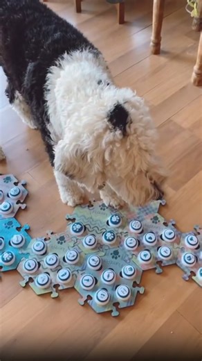 My talking dog isn't a fan of Zoom meetings