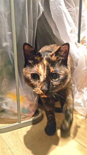 ゴミ袋の間が落ち着くサビ猫 / Tortie Yuzu loves sitting between trash bags #サビ猫 #cat #猫のいる暮らし #tortiecat