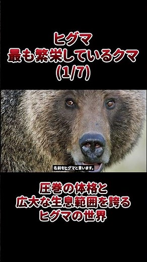 ヒグマ - 最も繁栄しているクマ | 圧巻の体格と広大な生息範囲を誇るヒグマの世界