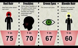 概率比较：遗传学